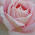 Różowy  - Róża wielkokwiatowa - Hybrid Tea - Myriam